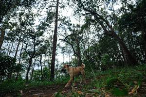 BIB: 
                            <button type="button" onclick="openModal(22569721)" class="btn btn-primary btn-sm float-right btn-popup" data-toggle="modal" data-target=".modal-high-quality">
                        <i class="fas fa-shopping-cart"></i> Add to Cart
                    </button>
                                            <button type="button" onclick="isThisMe(22569721, true)" class="btn btn-success btn-sm float-right btn-popup btn-isme hidden" data-toggle="tooltip" data-placement="bottom" title="นี่คือรูปของคุณใช่ไหม คลิกที่นี่เพื่อเอาเข้าอัลบั้ม">
                        <i class="fas fa-plus"></i> Add to album
                    </button>
                    <button type="button" onclick="isThisMe(22569721, false)" class="btn btn-warning btn-sm float-right btn-popup btn-isnotme hidden">
                        <i class="fas fa-ban"></i> Remove from album
                    </button>